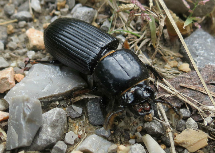 Bess Beetle